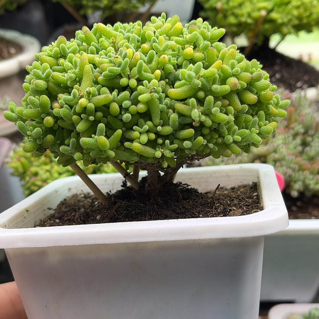 27蜜桔糖球优选枝干番杏