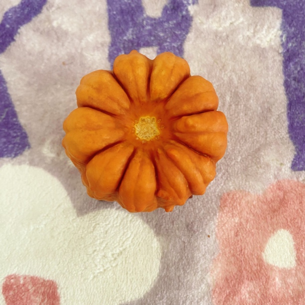 墨西哥七彩葫芦厚皮红罐微瑕