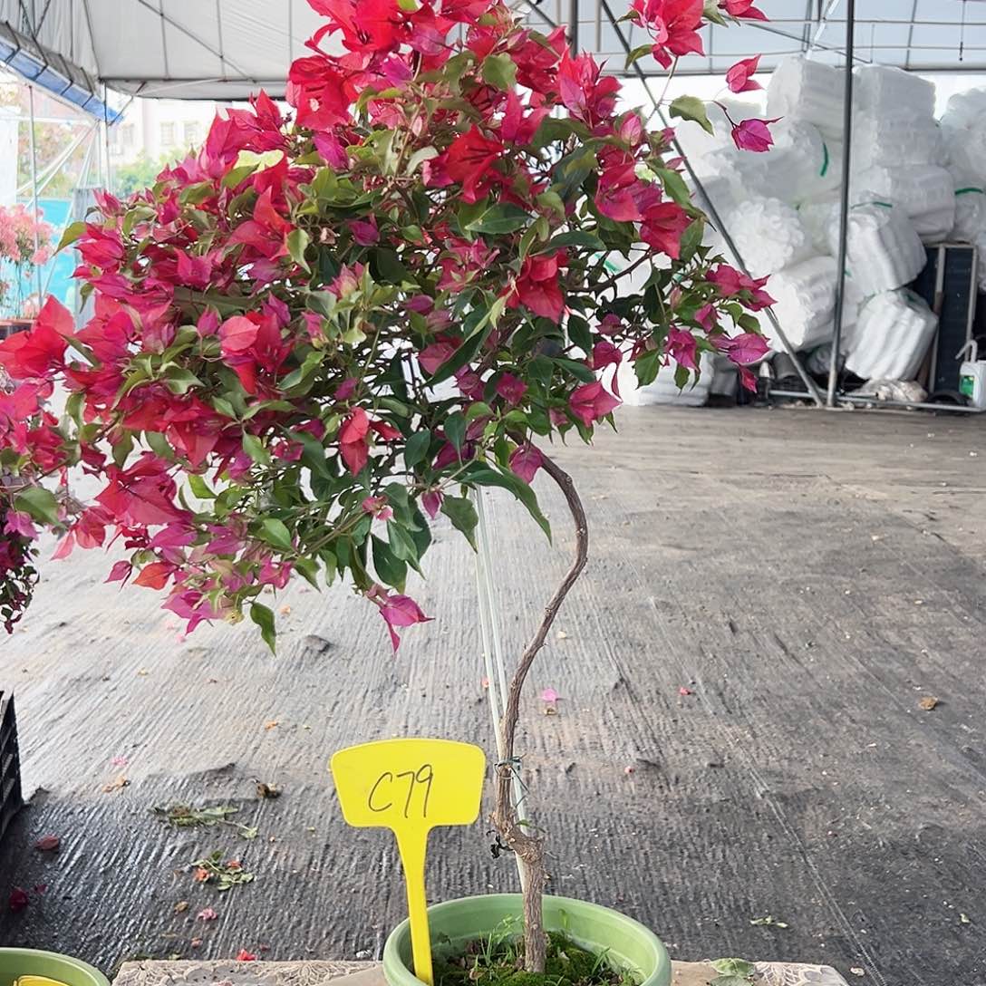 恰***夏大部分花苞少量开放C79紫桑巴