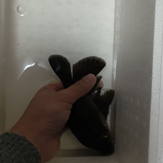 蝴蝶鲤鱼墨蝶大鳍大尾