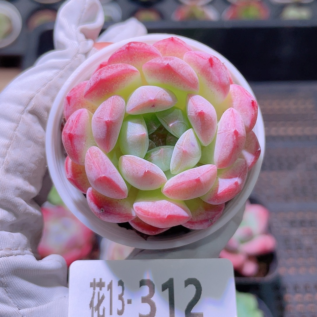 花利美13-312白桃汽水