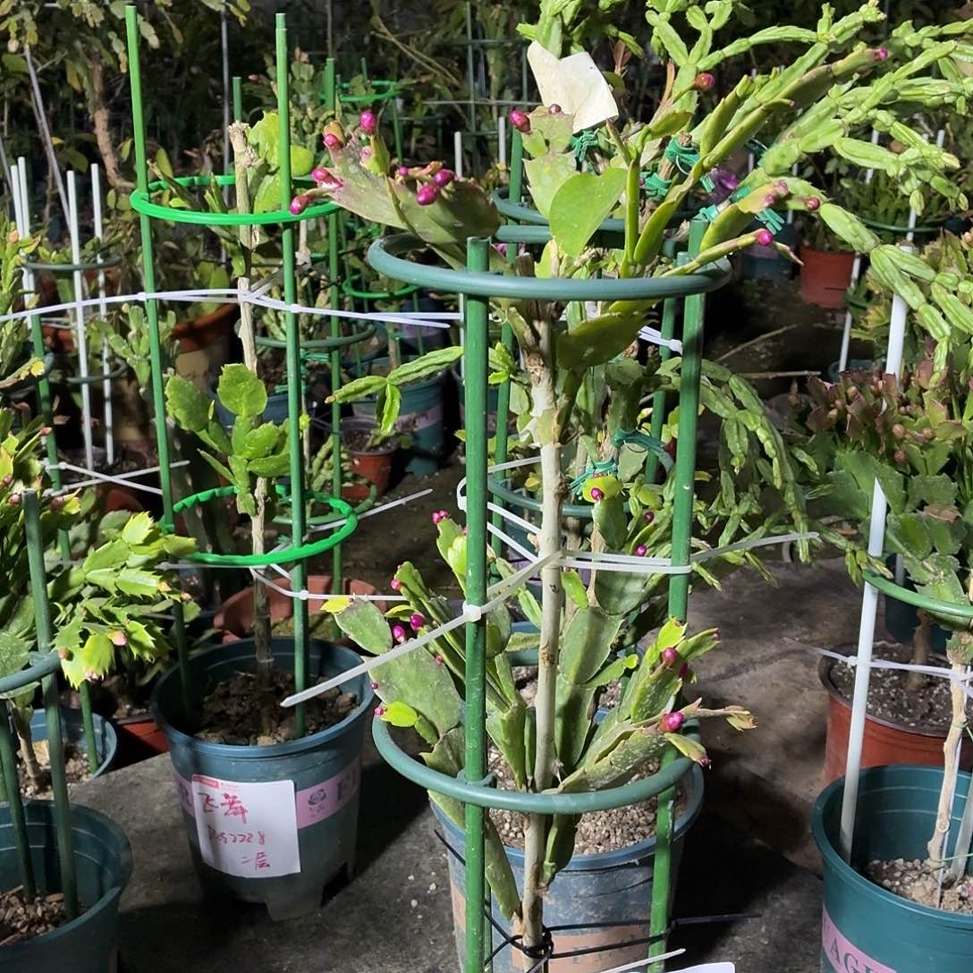 无花朵山林美食老师叶仙嫁接大红大紫