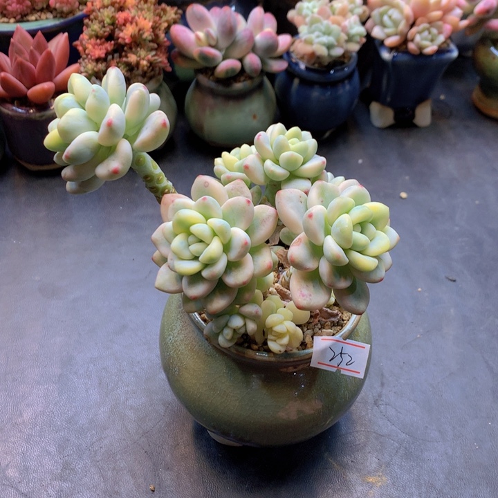 一物一拍满30包邮 252