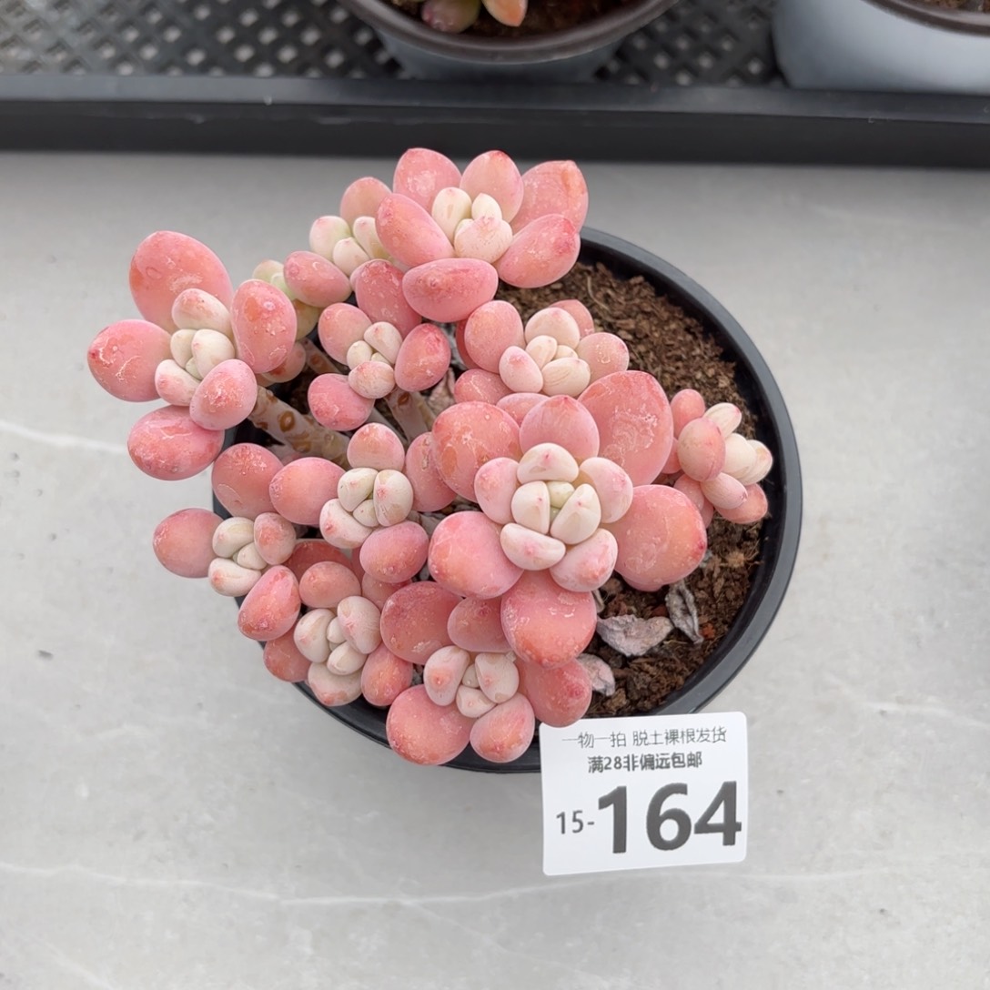 洛神老桩多肉多肉多肉