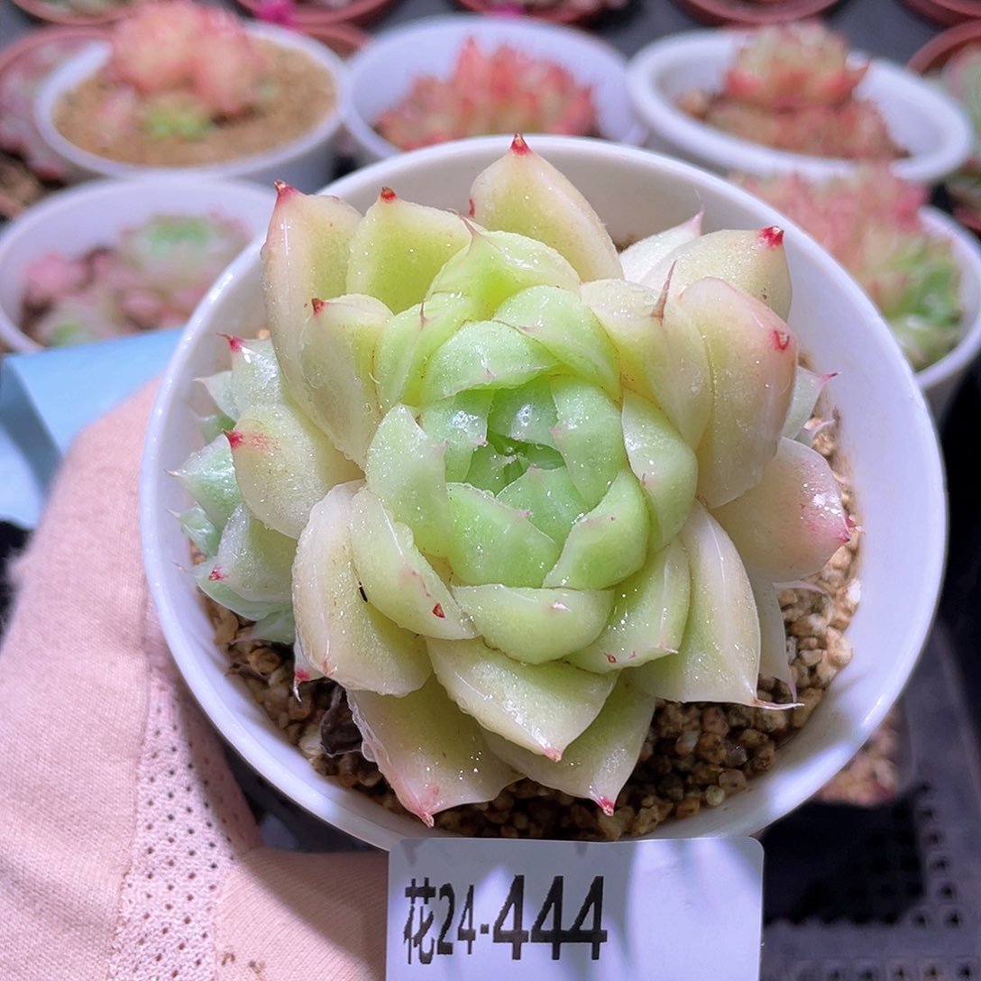 花利美24-444麦秆