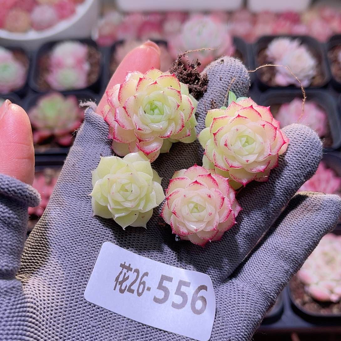 花26-556麦秆单头4颗