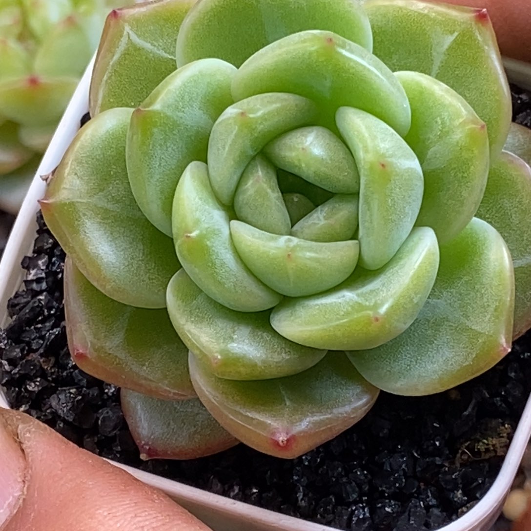 天官赐福百无禁忌