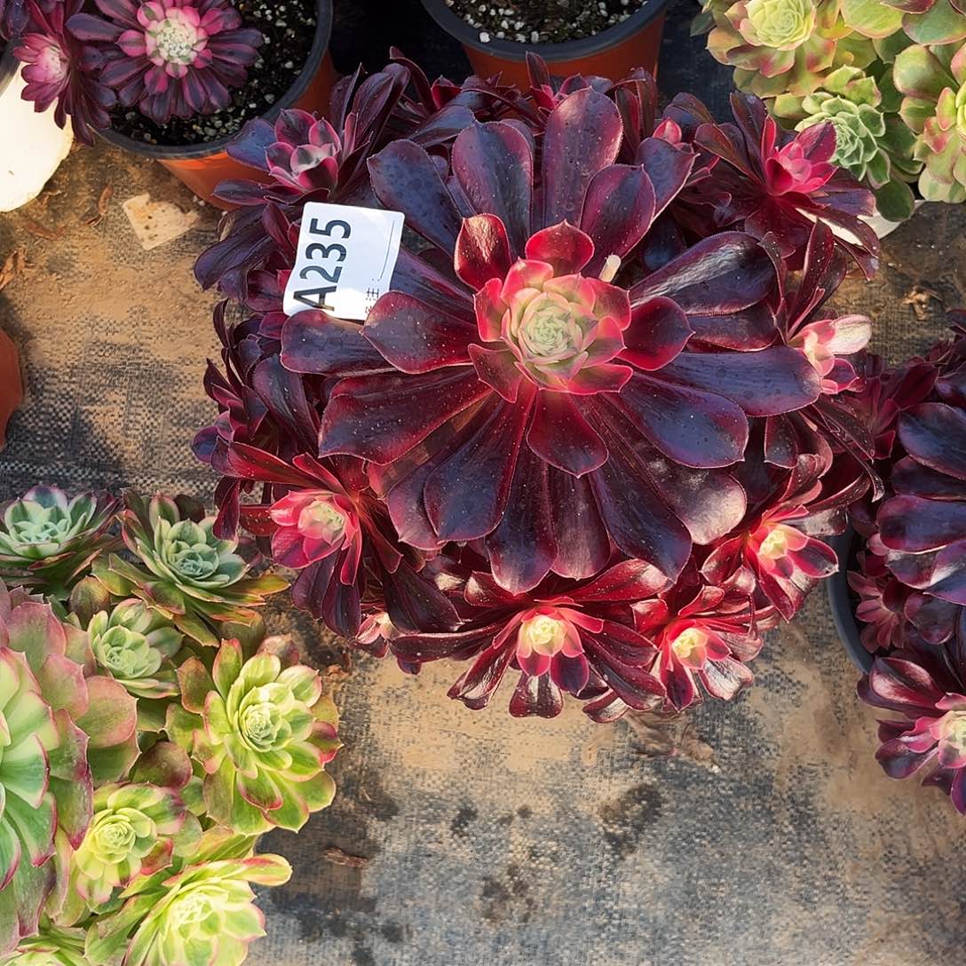 多肉植物美杜莎235多肉