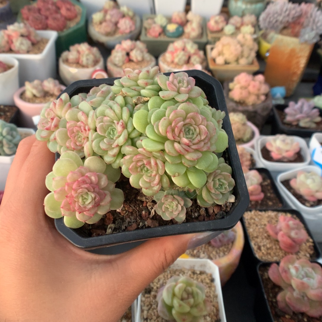 …***@57灯泡叶麦秆多肉植物