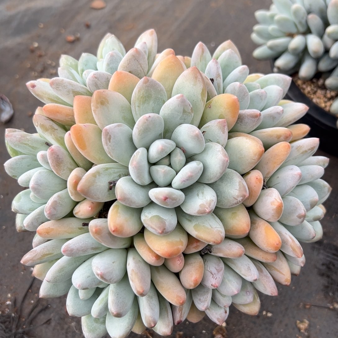 1103183 香水手捧无砍老桩