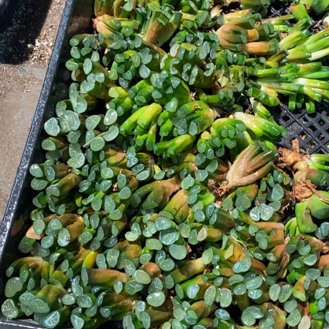 3127 十二卷一颗实生小万象 元旦整点福利