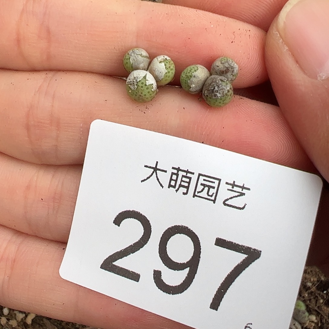 0000297量拍园艺1425.95龙猫斑马3头2颗尺寸小