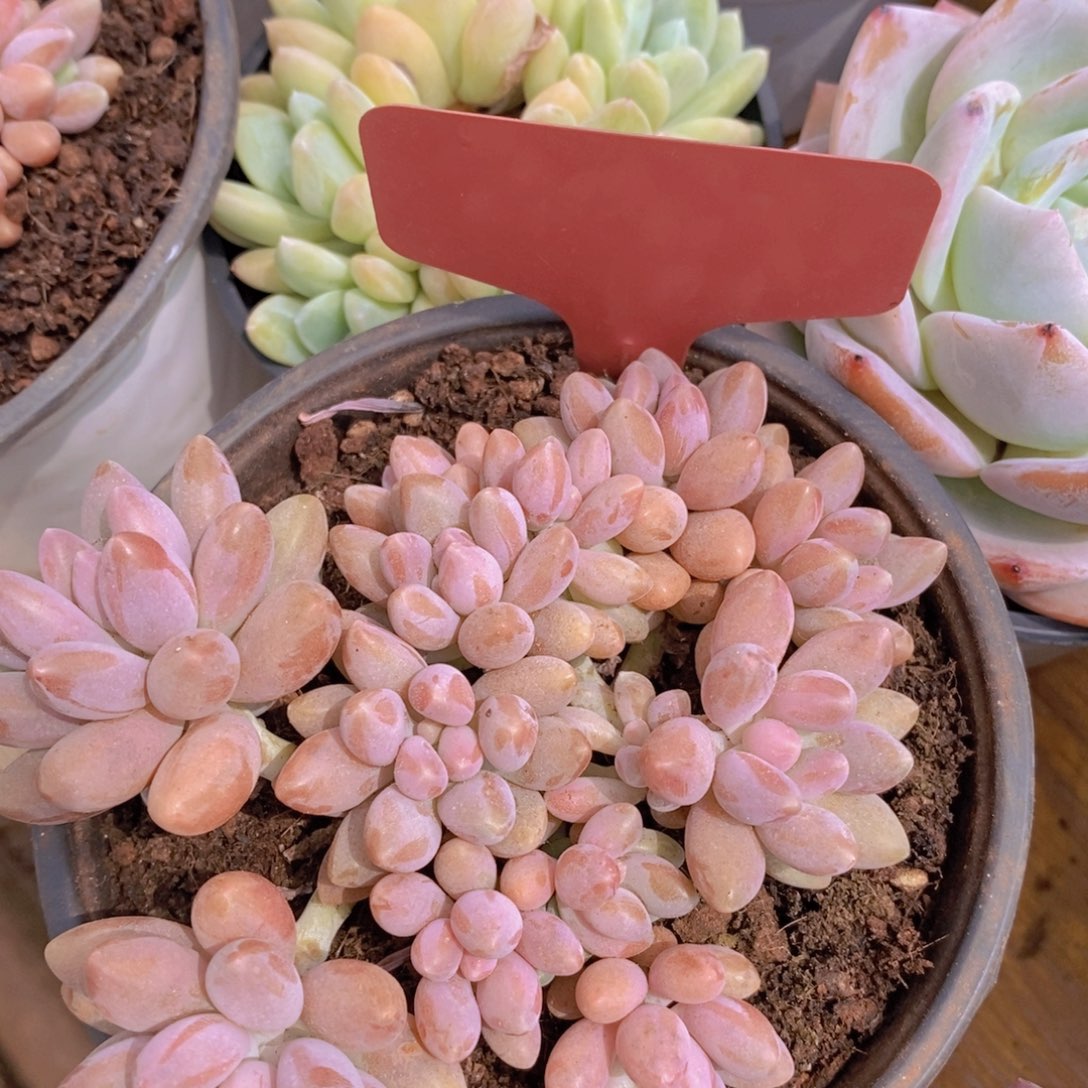 清位置，放寄养，仅限1.5天发货