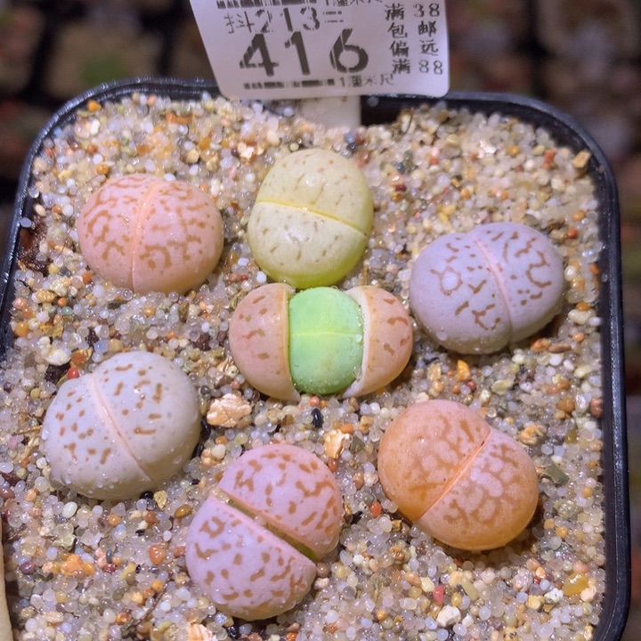 精品生石花213.416