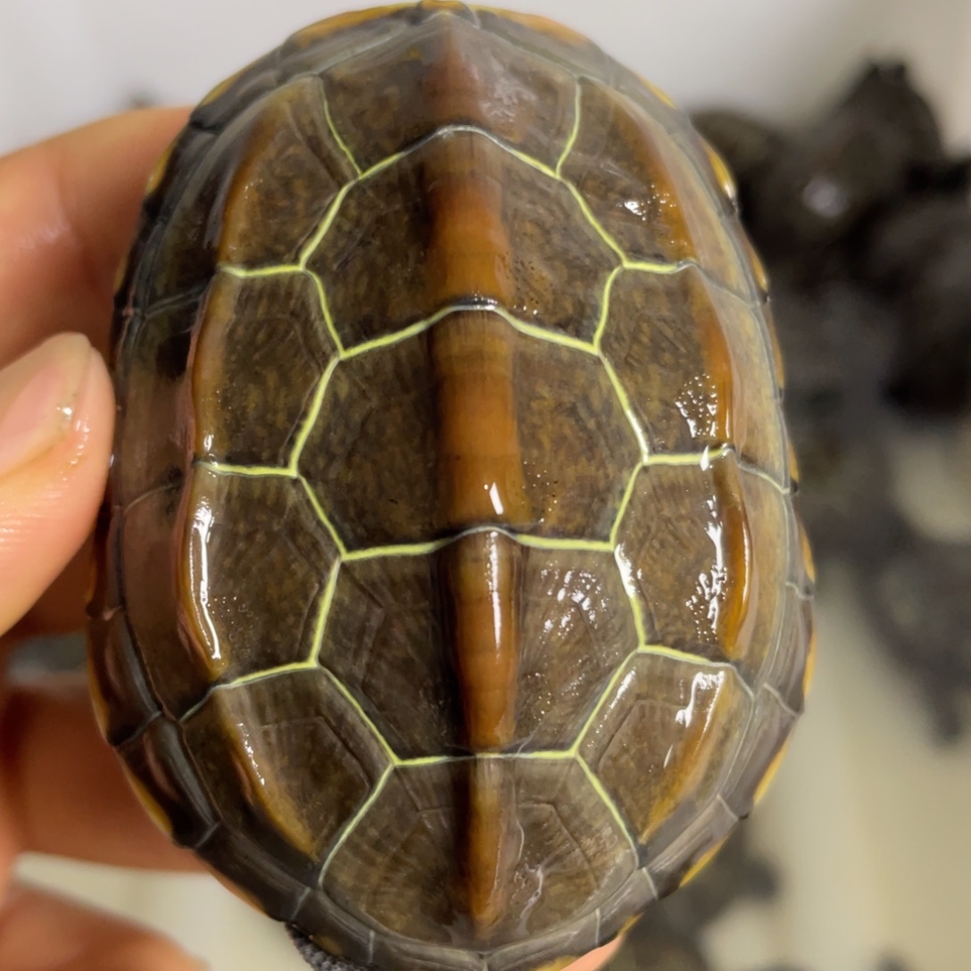 苏北金线冷水草龟