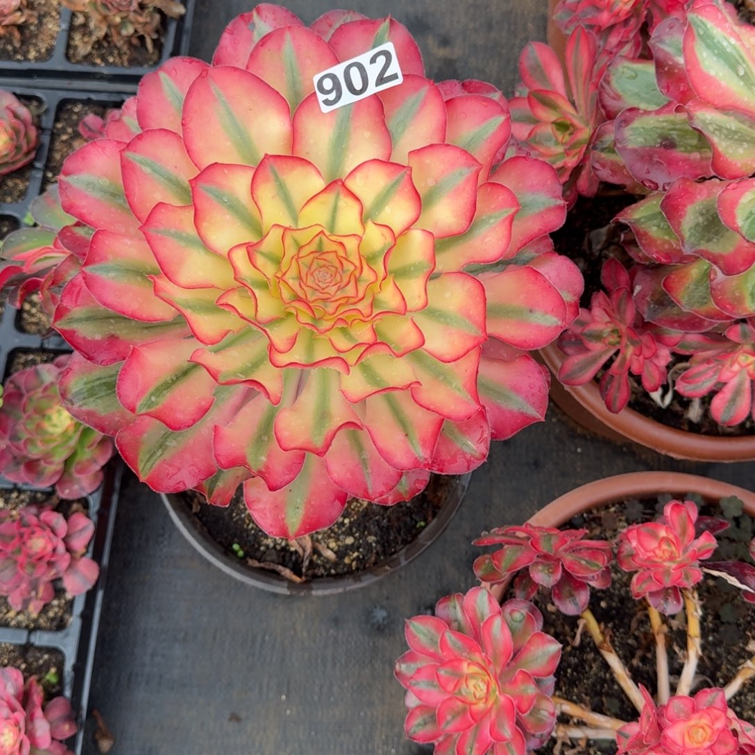 902多肉植物爱丽丝有砍特价量拍