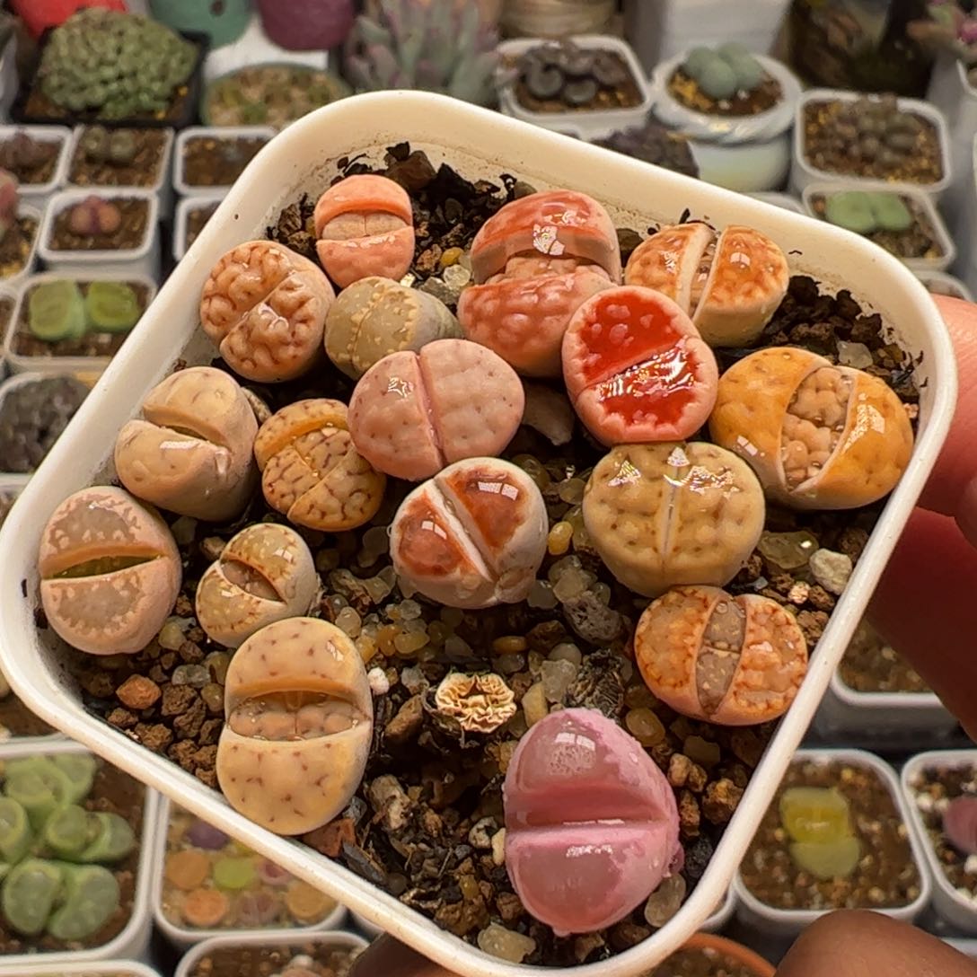 多肉植物百科748