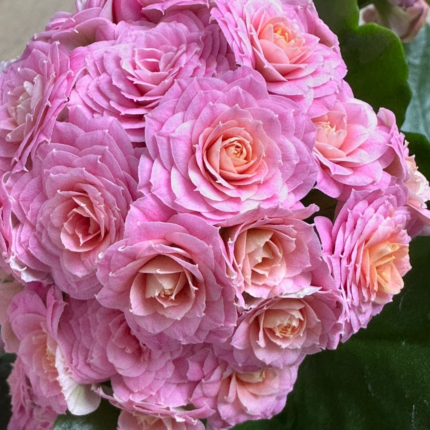 120盆【玉色 奶油玫瑰】精品长寿 室内盆栽 鲜活 售后