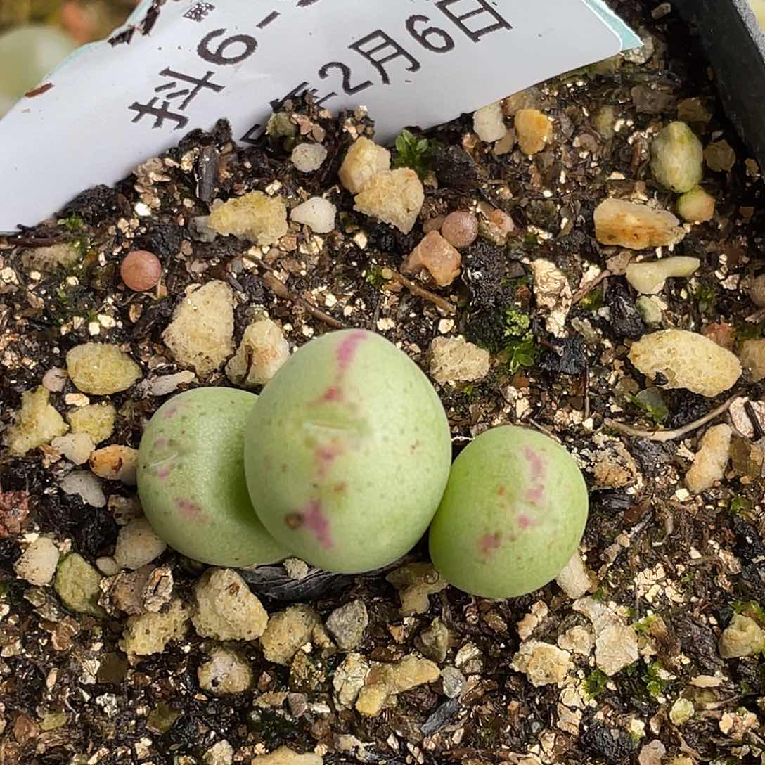 6-90将多肉植物肉锥