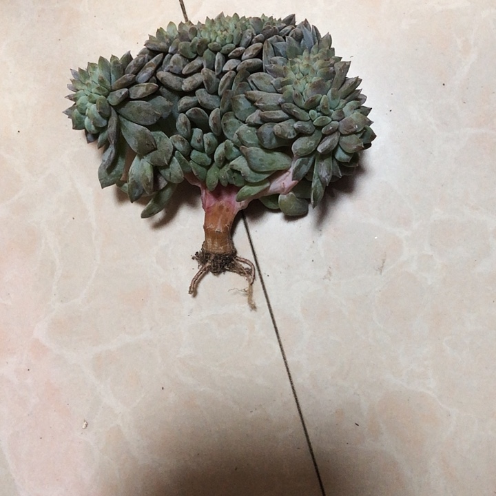 六月专拍多肉植物