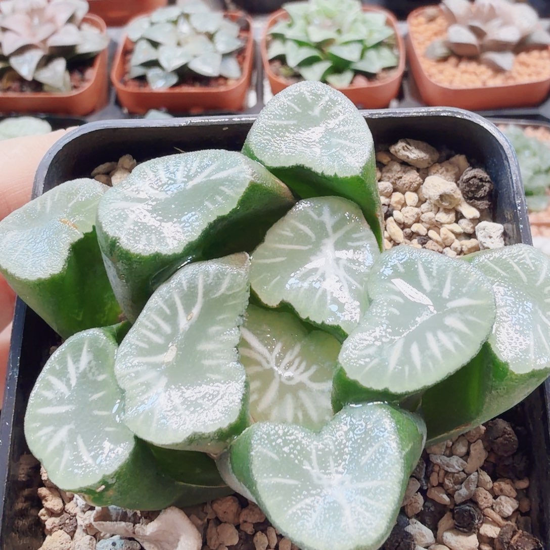 无花朵十二卷 闪电万象母本
