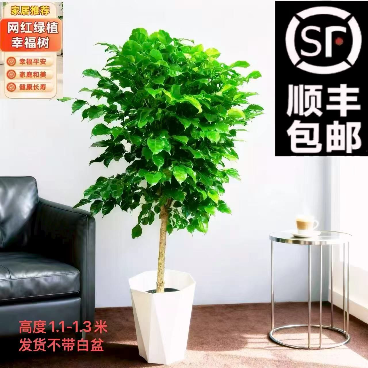 【顺丰送货上门】单杆棒棒糖1.1-1.3米幸福树净化空气客厅大绿植2