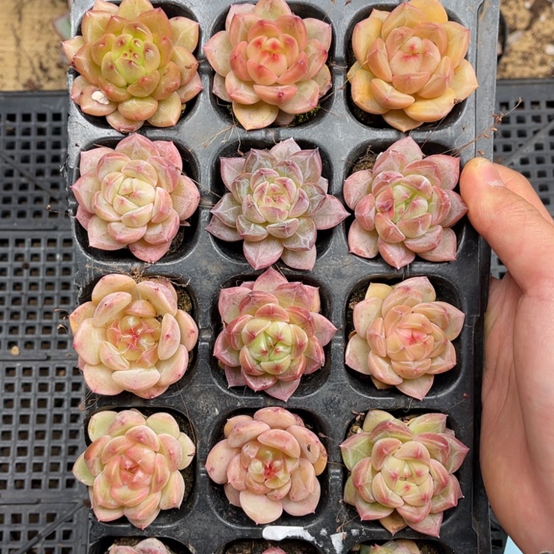 多肉一物一拍26-174