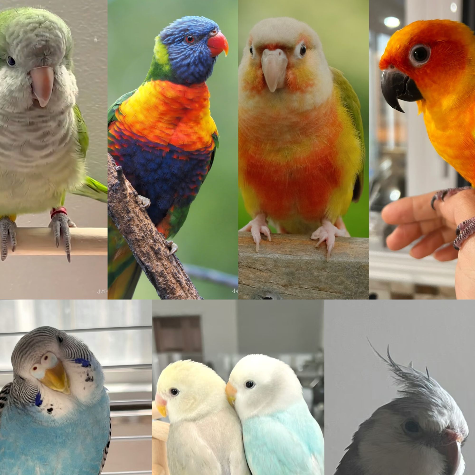 手养鹦鹉萌鹦鹉活体