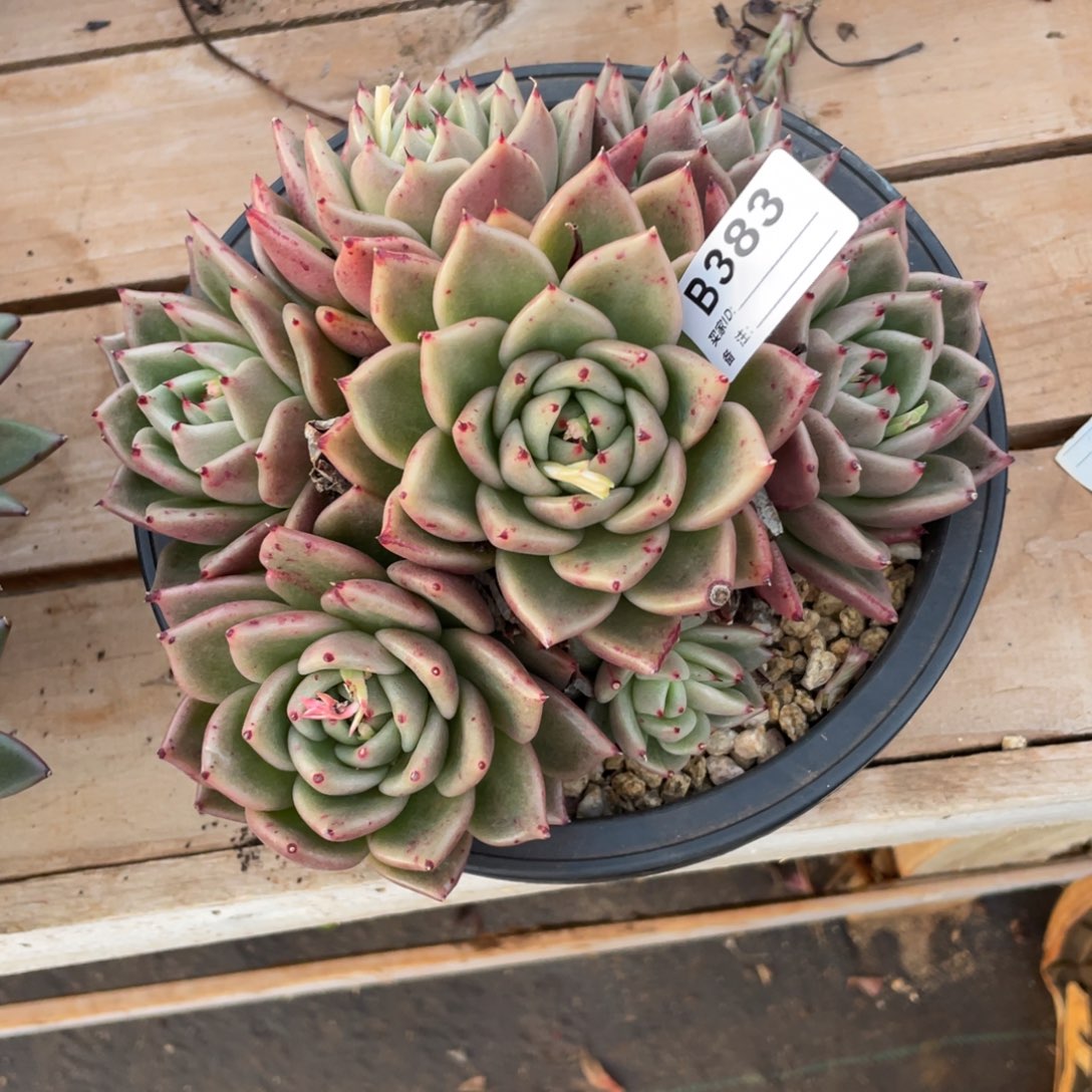 无花朵若茹东云单拍B383