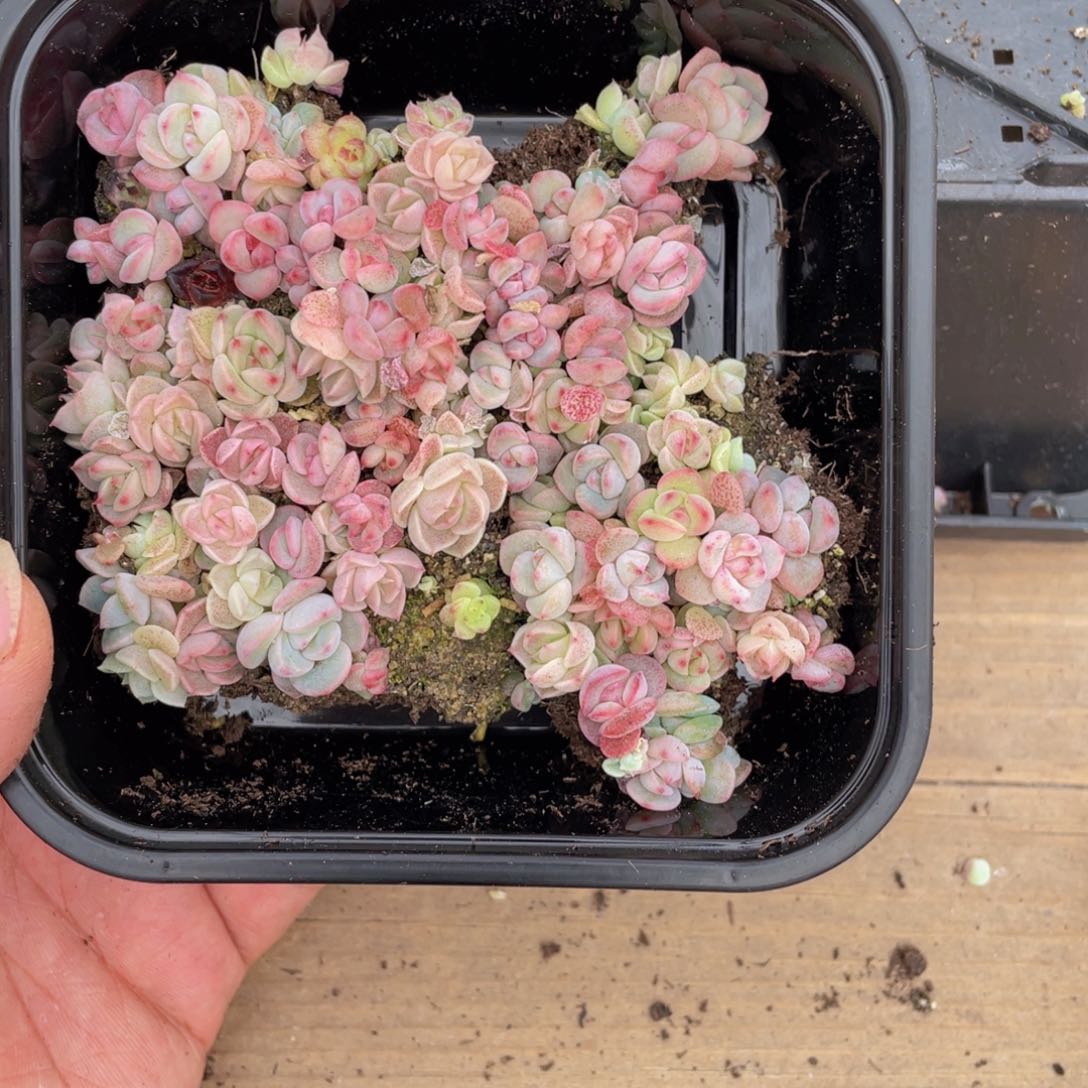 多肉植物多肉植物936