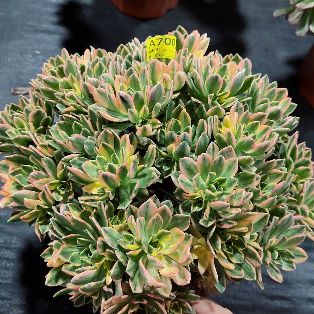 甜茶700多肉多肉