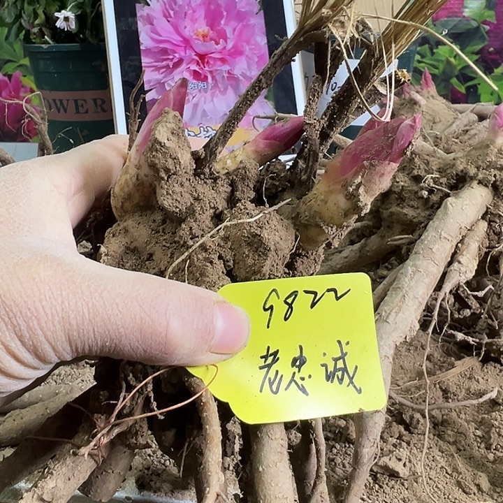 完全开放老忠诚芍药