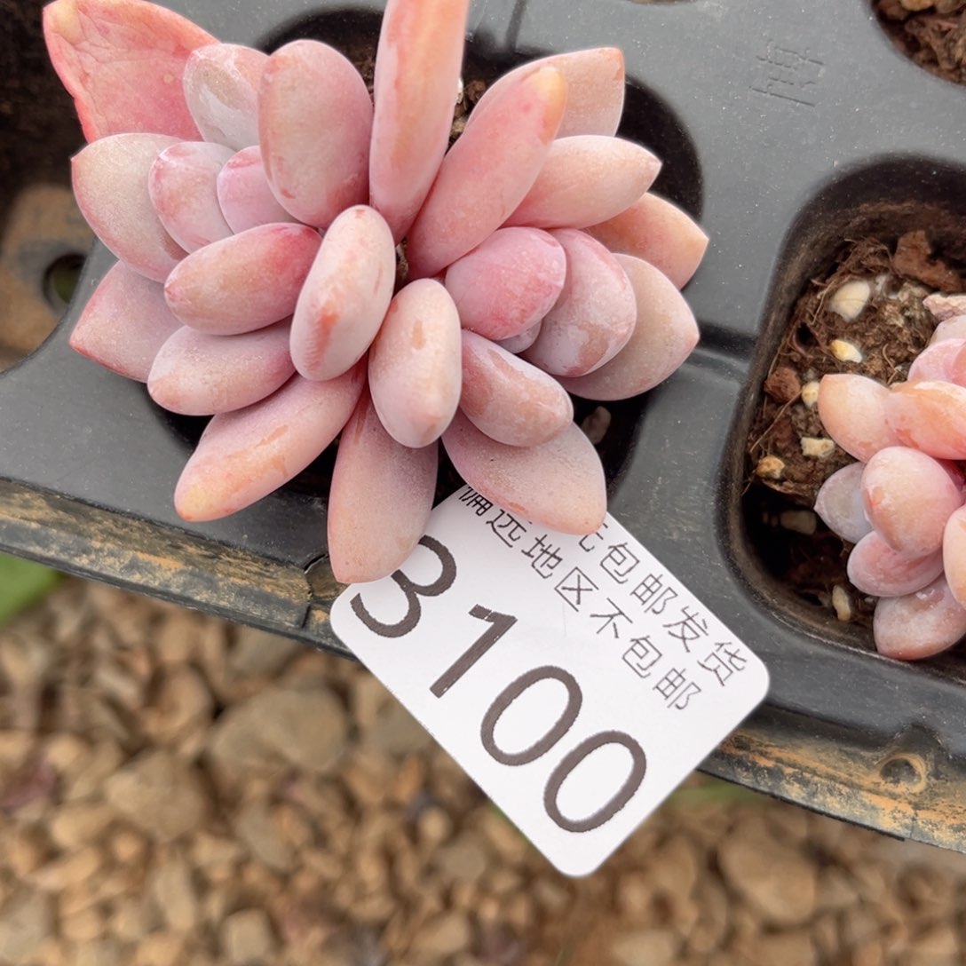 3100，nv n b bj j b