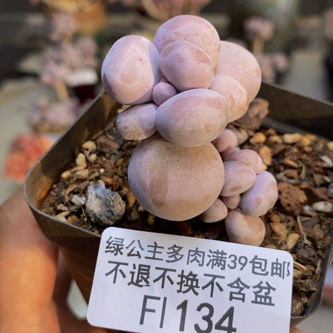 134橙奶多肉肉3cm