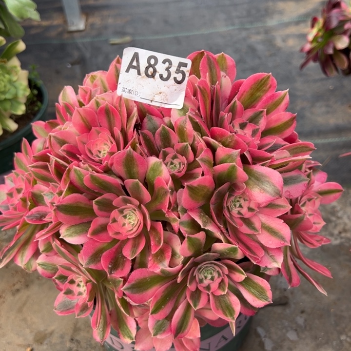 835女巫22厘米左右