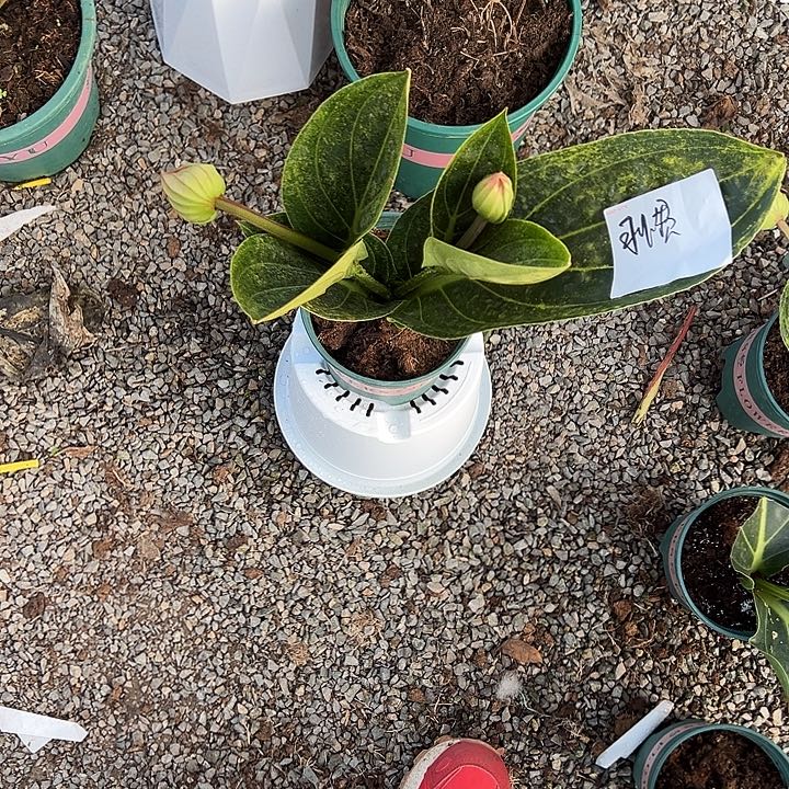 习***好少量花朵（建议范围：2朵-5朵 或40%以下）