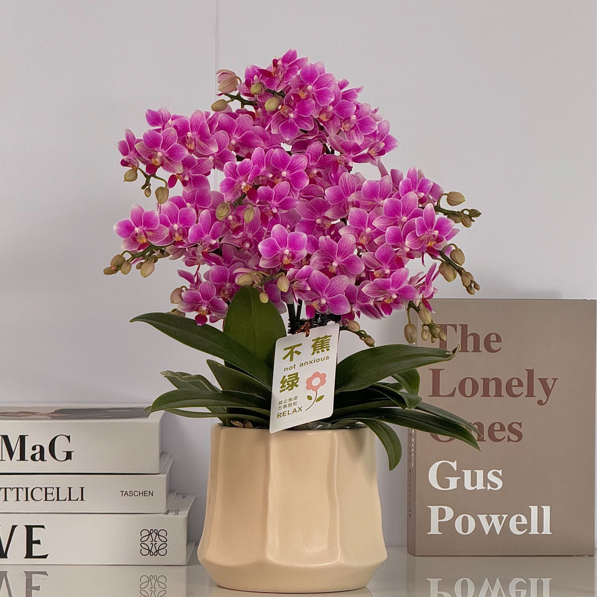 蝴蝶兰《香格里拉》浓香型蝴蝶兰 基地直发  紫色系花色淡雅2-4