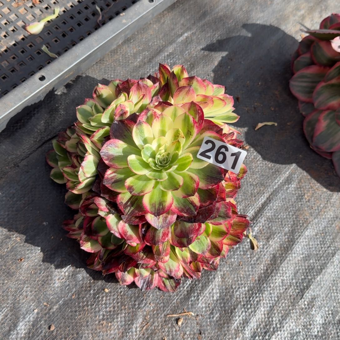 261多肉植物伯爵天骄无根