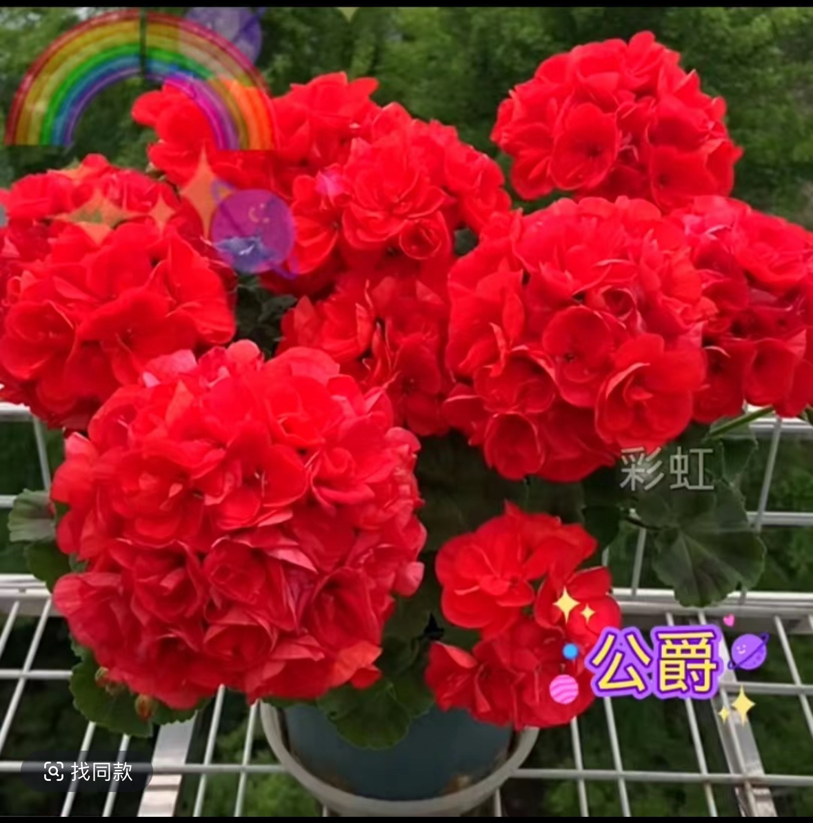 重瓣公爵直立天竺葵超级勤花红色重瓣