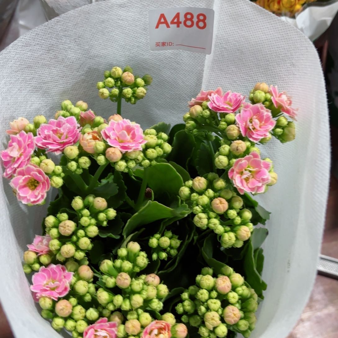 A488大彩蝶长寿花