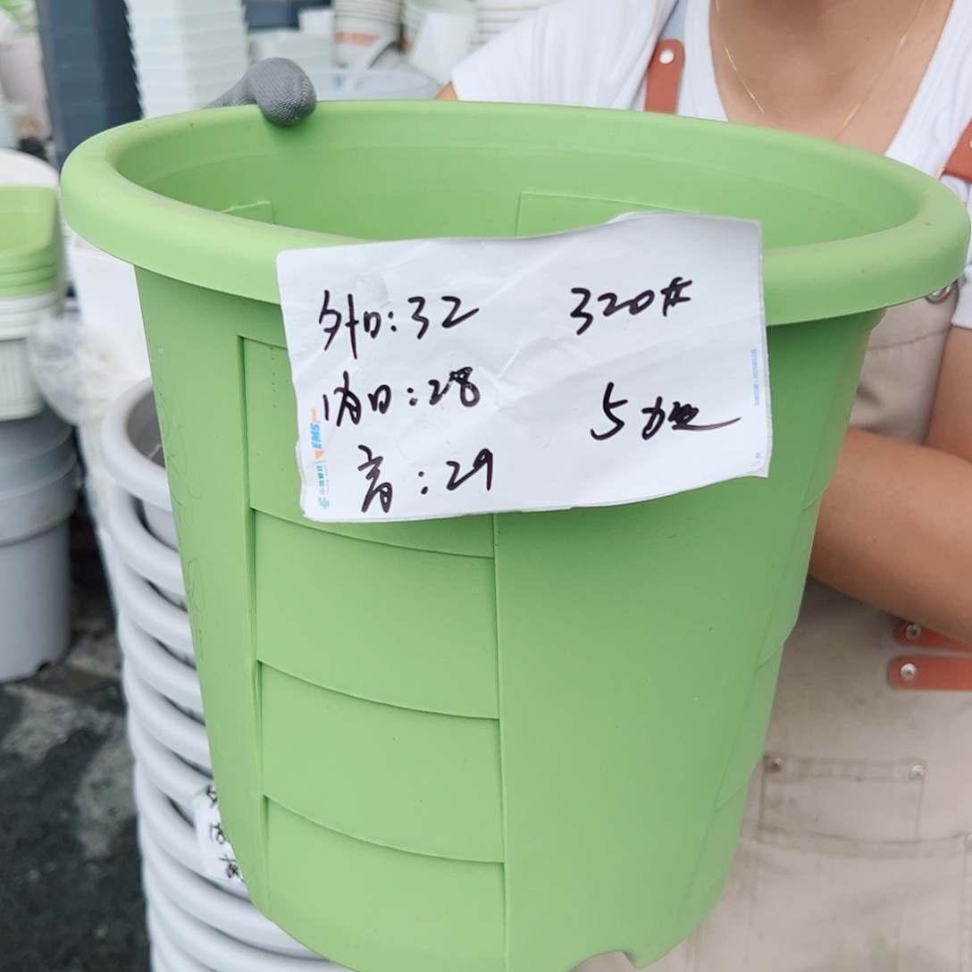 玫瑰320#果绿色5个无托