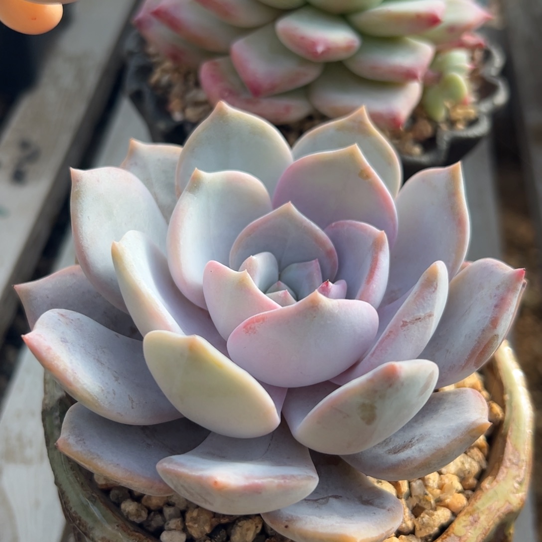 杂交紫心多肉植物