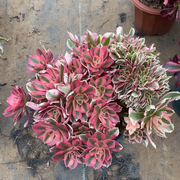 女巫缀6多肉植物断枝