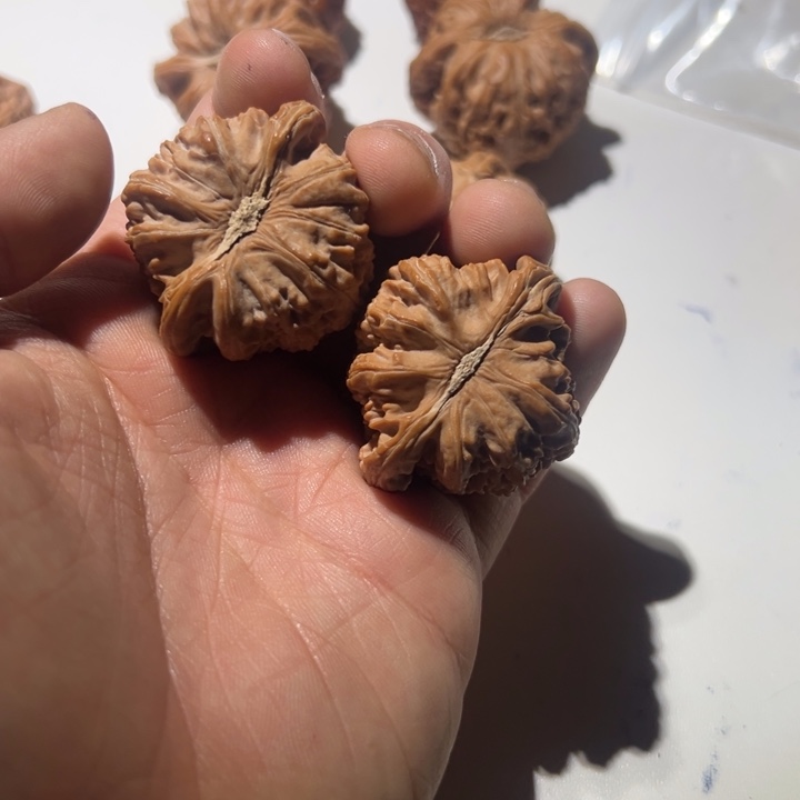 哇***害把件文玩核桃白狮子