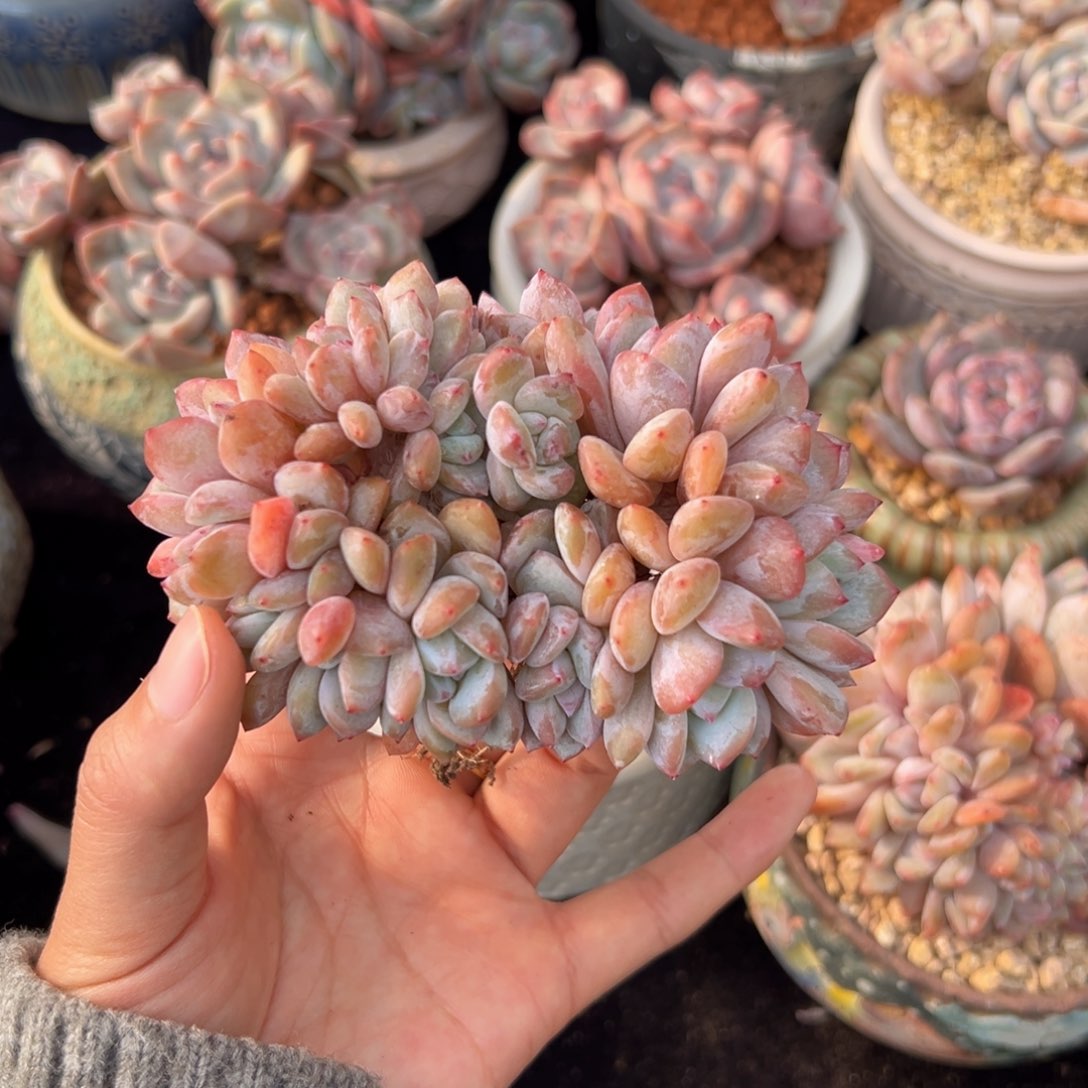 新年快乐 新年快乐