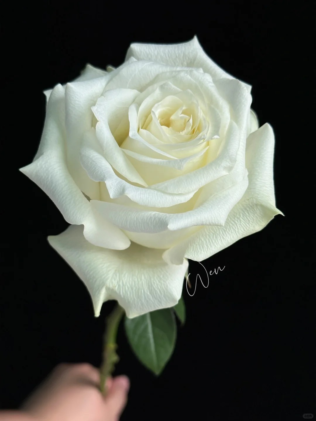 【贵妃花卉】白骄傲单头玫瑰 云南昆明基地直发 永不低头的骄傲