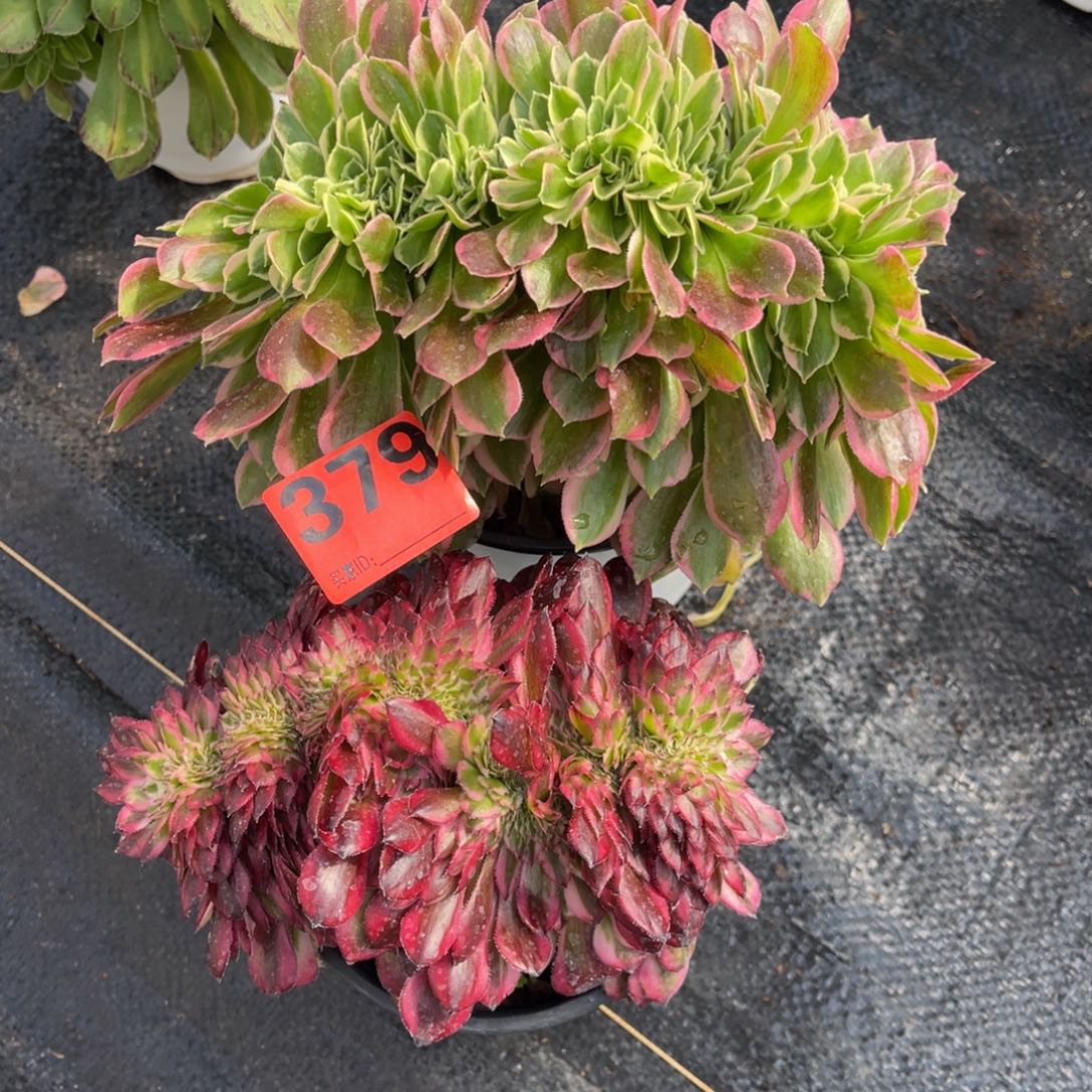 379多肉缀化组合