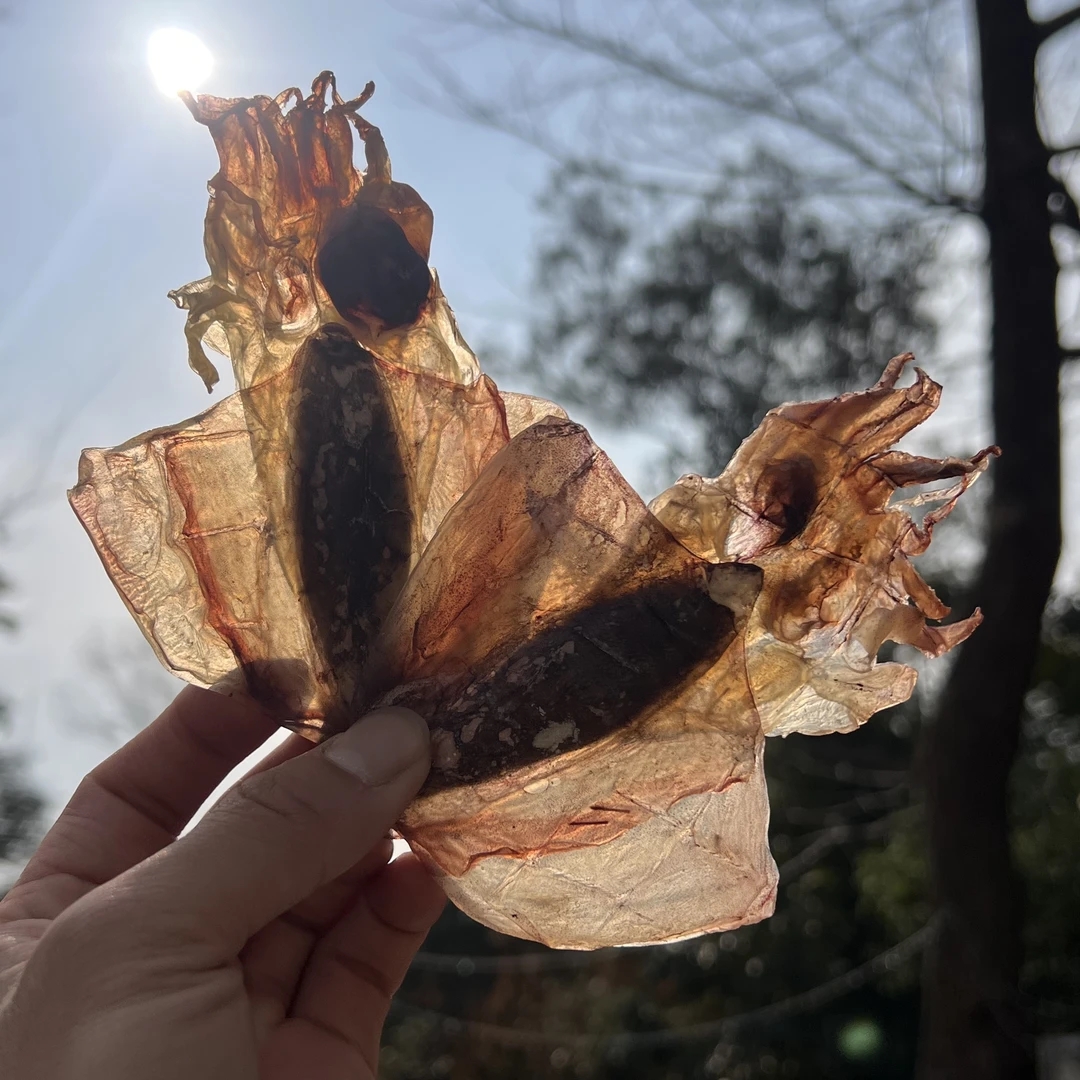 【传统墨鱼干】7成干传统工艺海产品东海墨鱼干