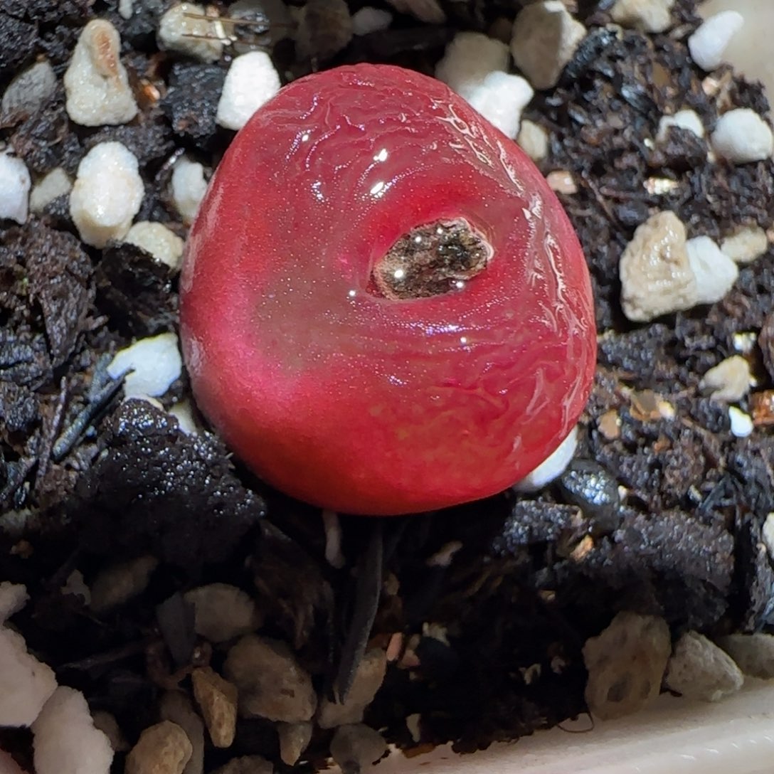 肉锥多肉植物百科26-红宝石975