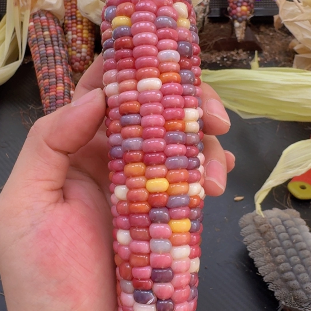 米***夏柏香籽/百香籽吊坠